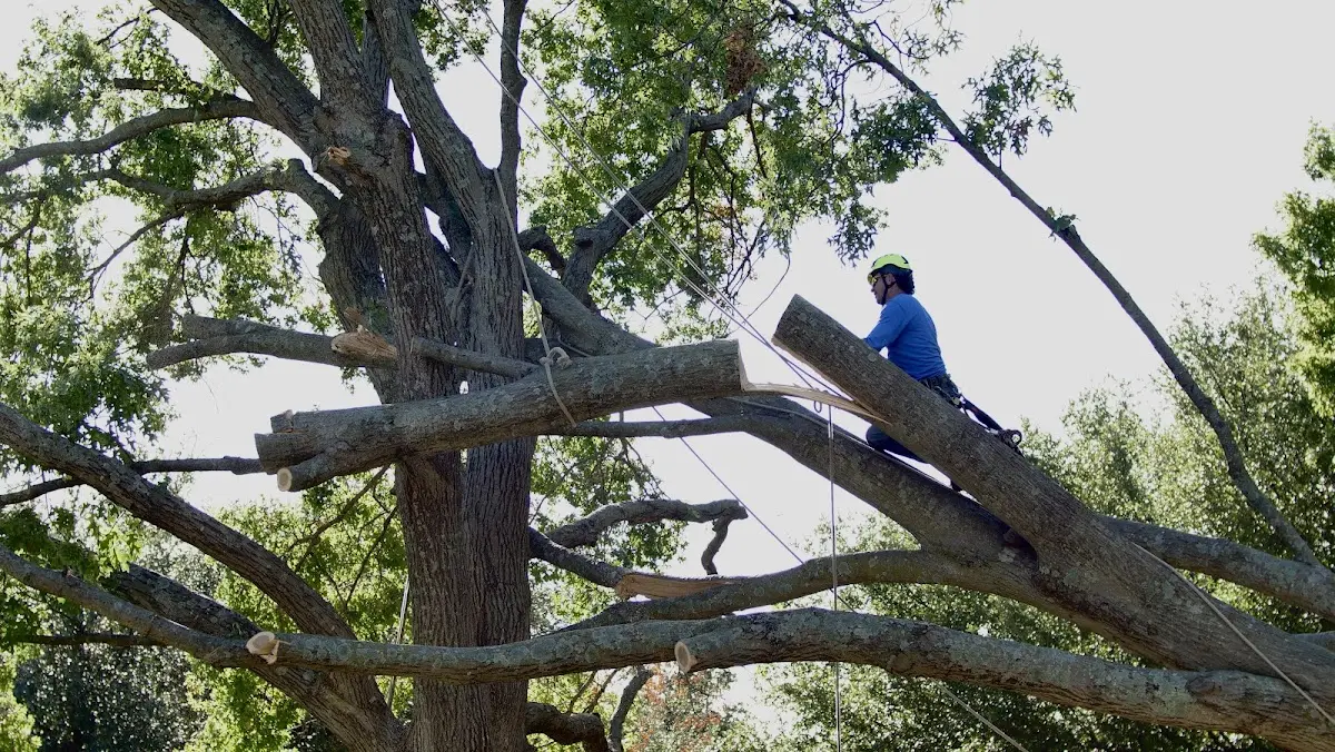 Professional Hazardous Tree Removal performed by certified arborists in Claypool