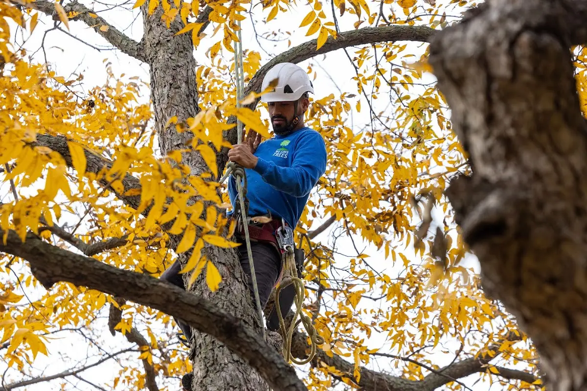 Skilled Tree Pruning crew working in Claypool
